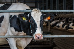 Rundveestapel nauwelijks gewijzigd