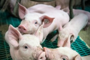 Oedeemziekte door E. coli op Duitse varkensbedrijven