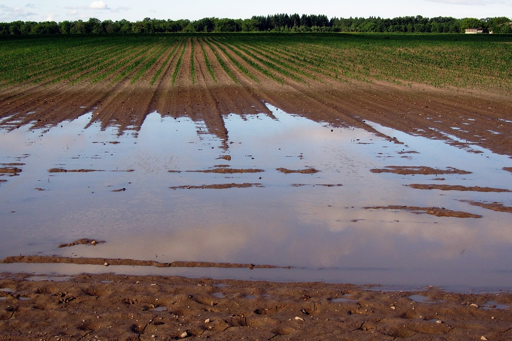 Hoe herstelt de natuur na de overstroming in Limburg?