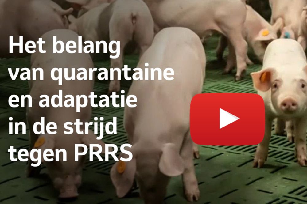 Roep PRRS-insleep via gelten een halt toe met deze quarantainetips