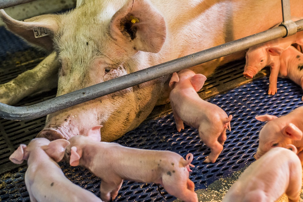 Bescherming tegen niet-progressieve snuffelziekte geeft extra voordelen