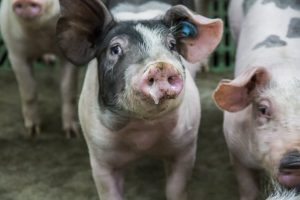 Afrikaanse varkenspest bij wild zwijn bij Frankfurt: extra alertheid geboden