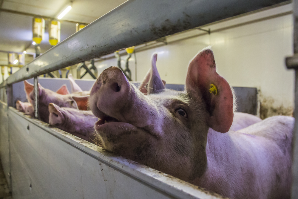 EX-VARKENSHOUDER MAAKT DOORSTART MET ZALMBOERDERIJ MAASHORST