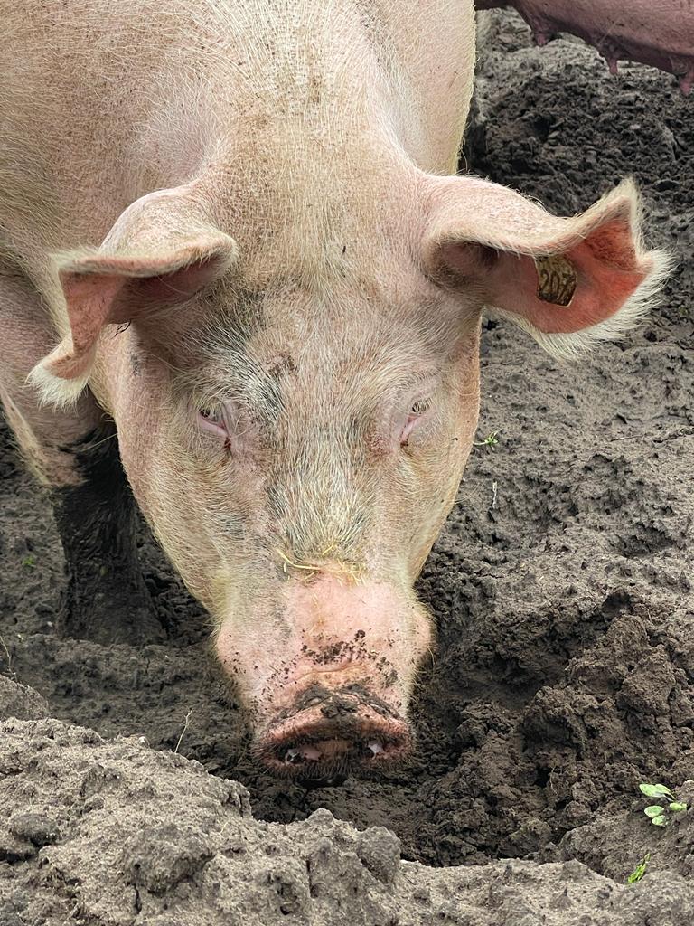 Varkens 'dansend' de wei in bij biologische varkenshouderij