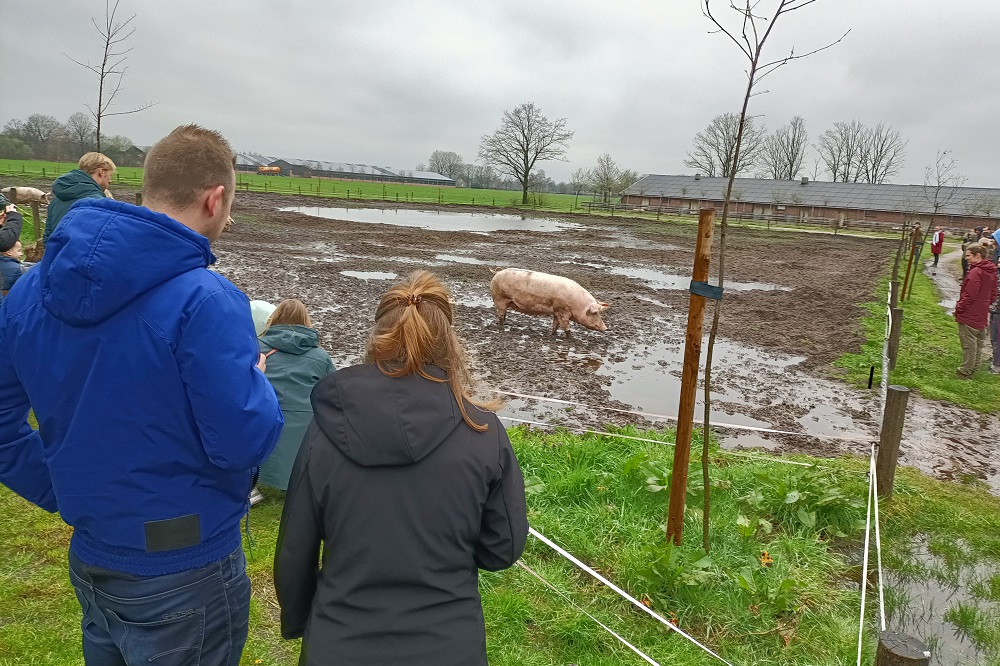 Varkens 'dansend' de wei in bij biologische varkenshouderij