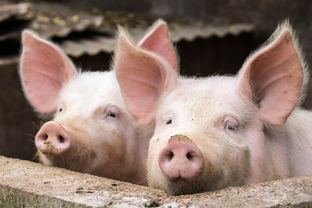 Maak boeren niet de dupe van storingen rVDM