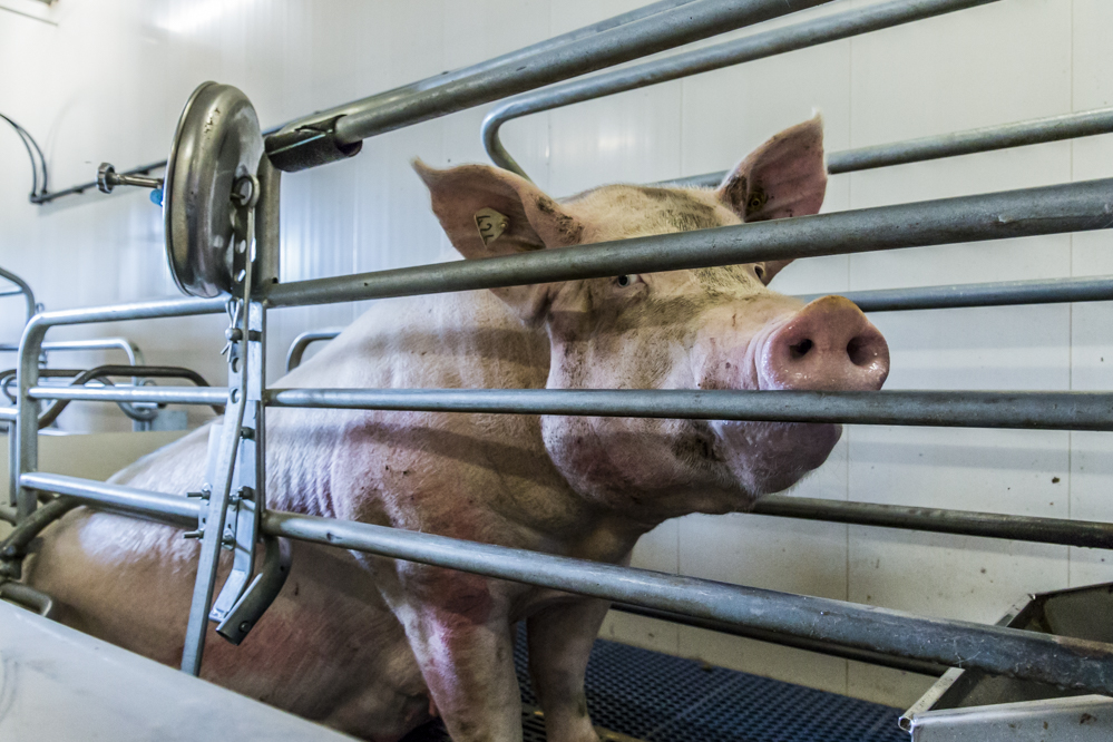 Influenza monitoring bij varkens gestart