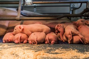 Agrifirm zeugenvoeders ondersteunen met juiste bronnen vitamine D en calcium