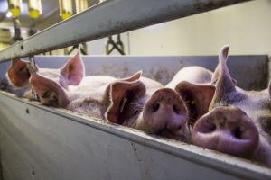 Discussie over mengen varkens op slachterij