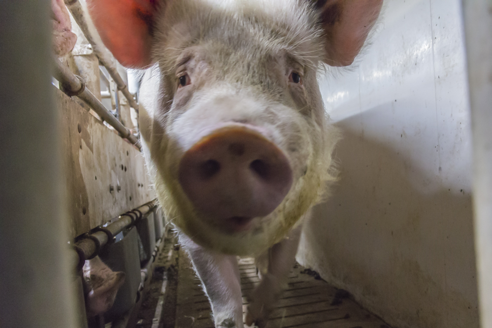 Economische resultaten veehouderij blijven sterk