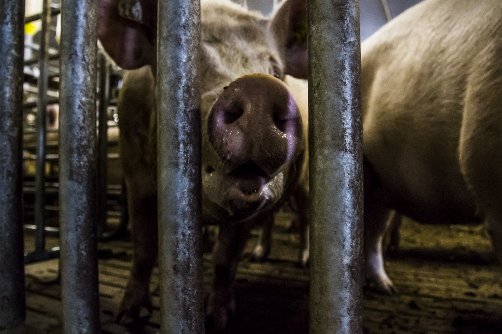 Saldo zeugen verdrievoudigd door hogere biggenprijs