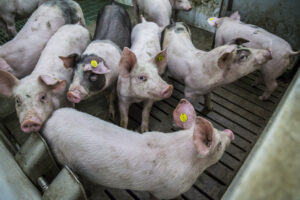 Saldo vleesvarkens zakt terug