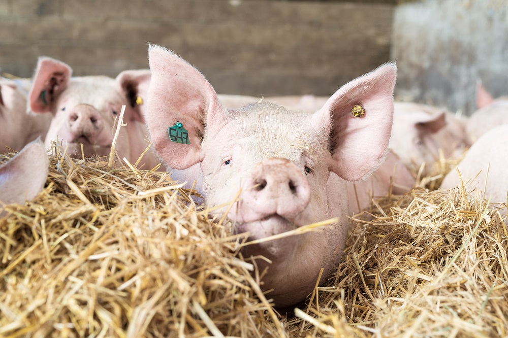 Frievar begeleidt boeren bij depop-repop