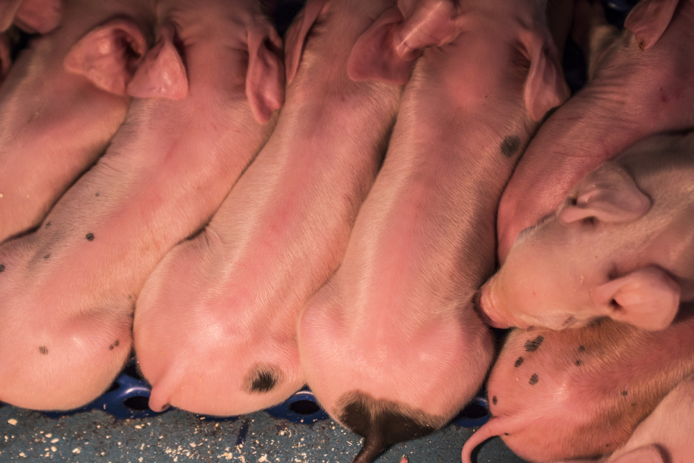 Bestrijding rotavirus bij gelten en biggen