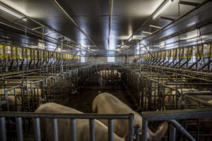 Productie van stikstof en fosfaat in mest zakt verder onder mestplafond