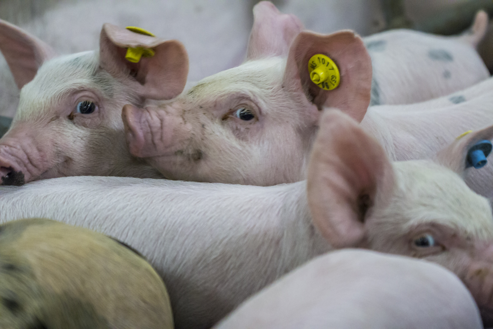 Gezonde financiële voortzetting van het jaar 2024 voor zeugenhouders