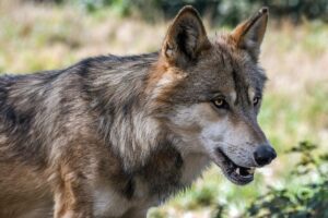 Tijdelijke noodwerende wolvenrasters beschikbaar