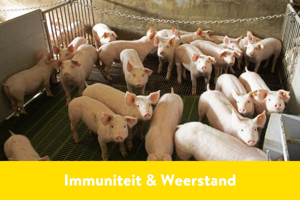 Immuniteit & Weerstand