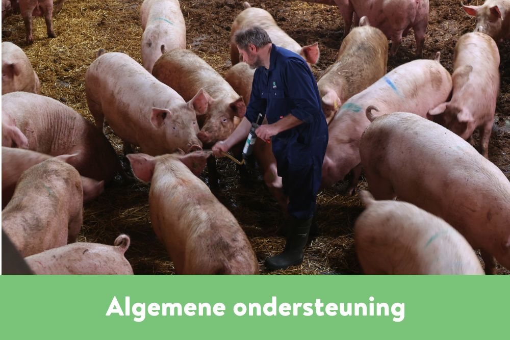 Algemene ondersteuning