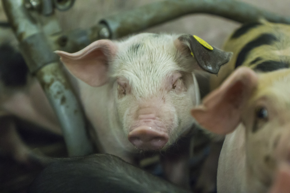 Rijksoverheid 'stuurloos': Natuur blijkt nog stikstofgevoeliger dan gedacht