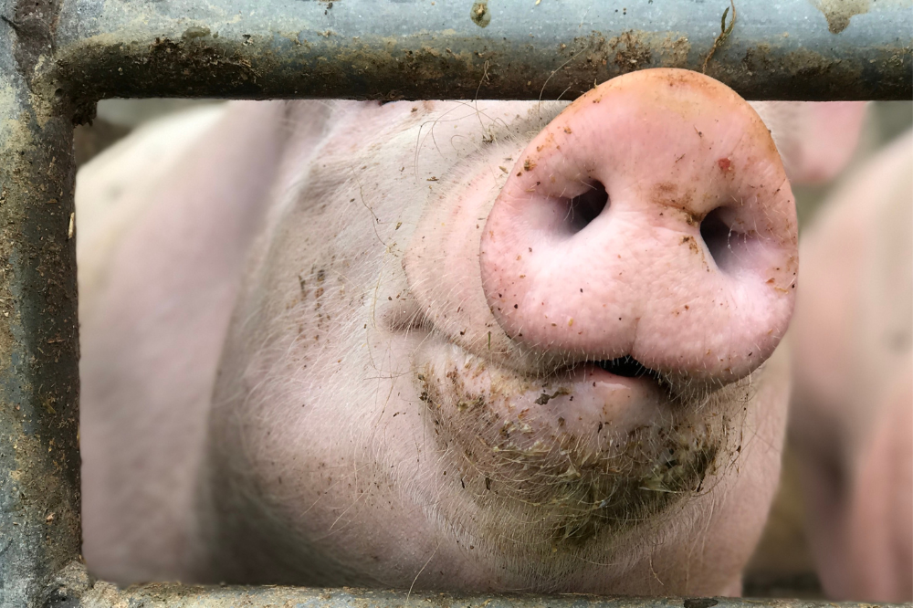 Saldo vleesvarkens: stijging tot juli, afname in augustus