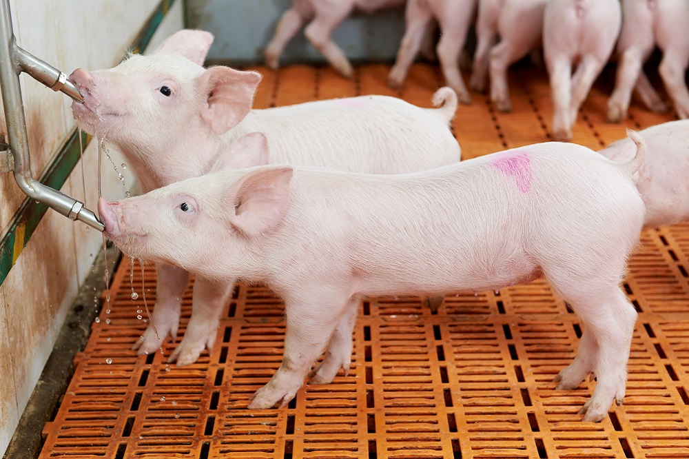 “Biofilm voortdurende dreiging in drinkwaterleidingen”