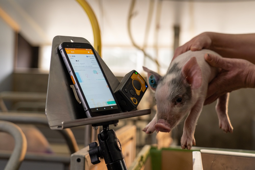 “Beter sturen door varkens individueel te volgen”