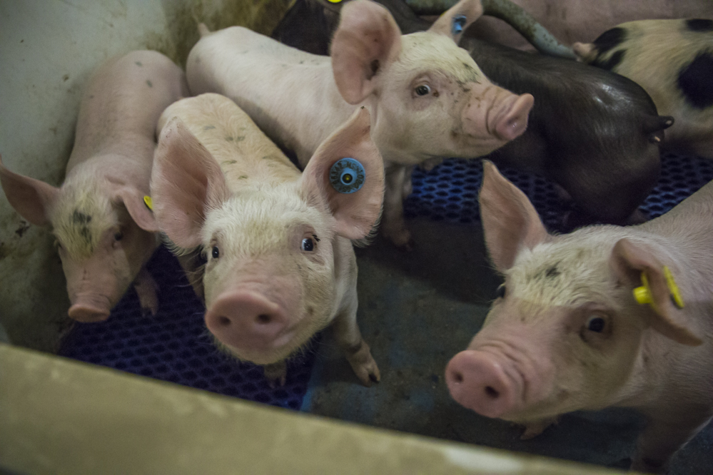 POV- voorzitter Linda Verriet over het negatieve gebruik van het woord ‘megastal’