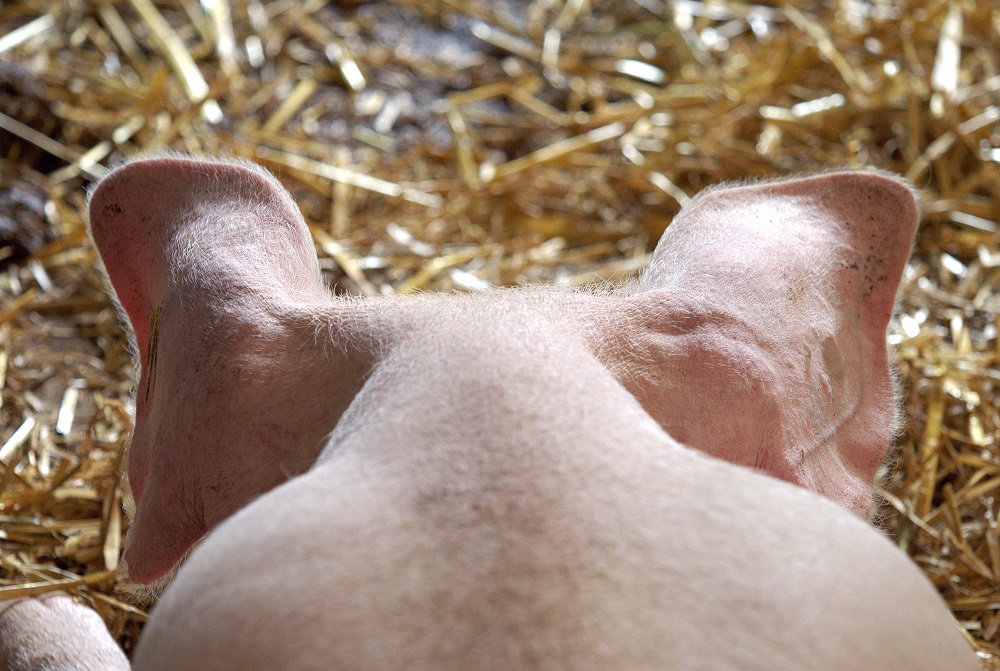 Jumbo neemt deel aan proeven voor betere leefomstandigheden varkens