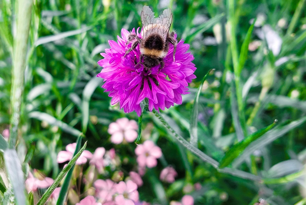 Europees Parlement neemt Natuurherstelwet aan