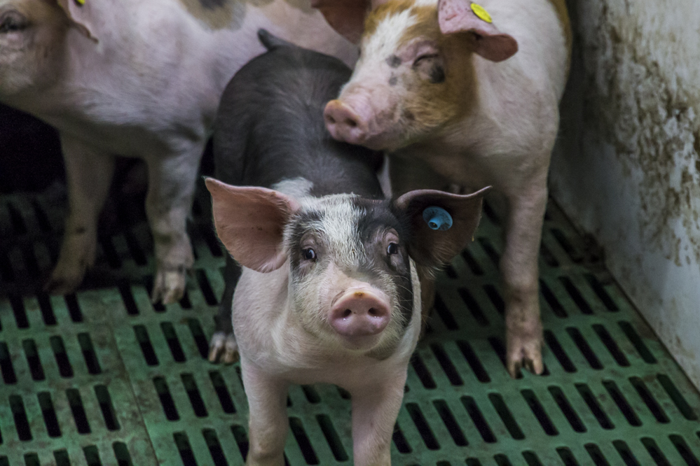 Beleidsdraaiboek voor vogelgriep bij varkens