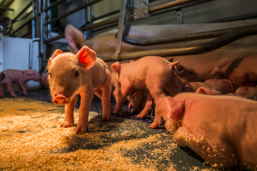 Technologie voor verbetering dierenwelzijn: Slimme camera's in de varkenshouderij