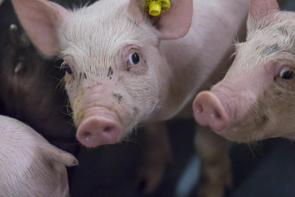 Brazilië in 2023 grootste exporteur van ingevroren varkensvlees