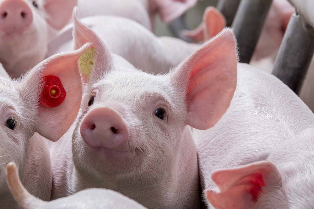 Onderzoek voor varkenshouders: wat weet jij van zoönosen?