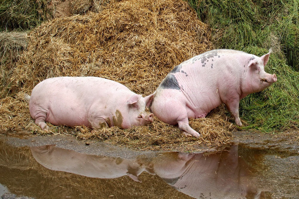 Start van consumentencampagne om biologisch eten te bevorderen